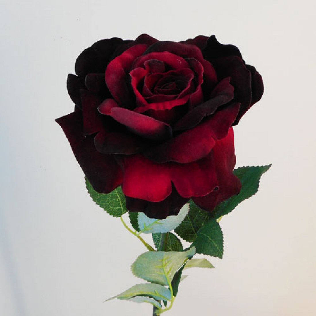 Темно бордовые розы с длинной ножкой